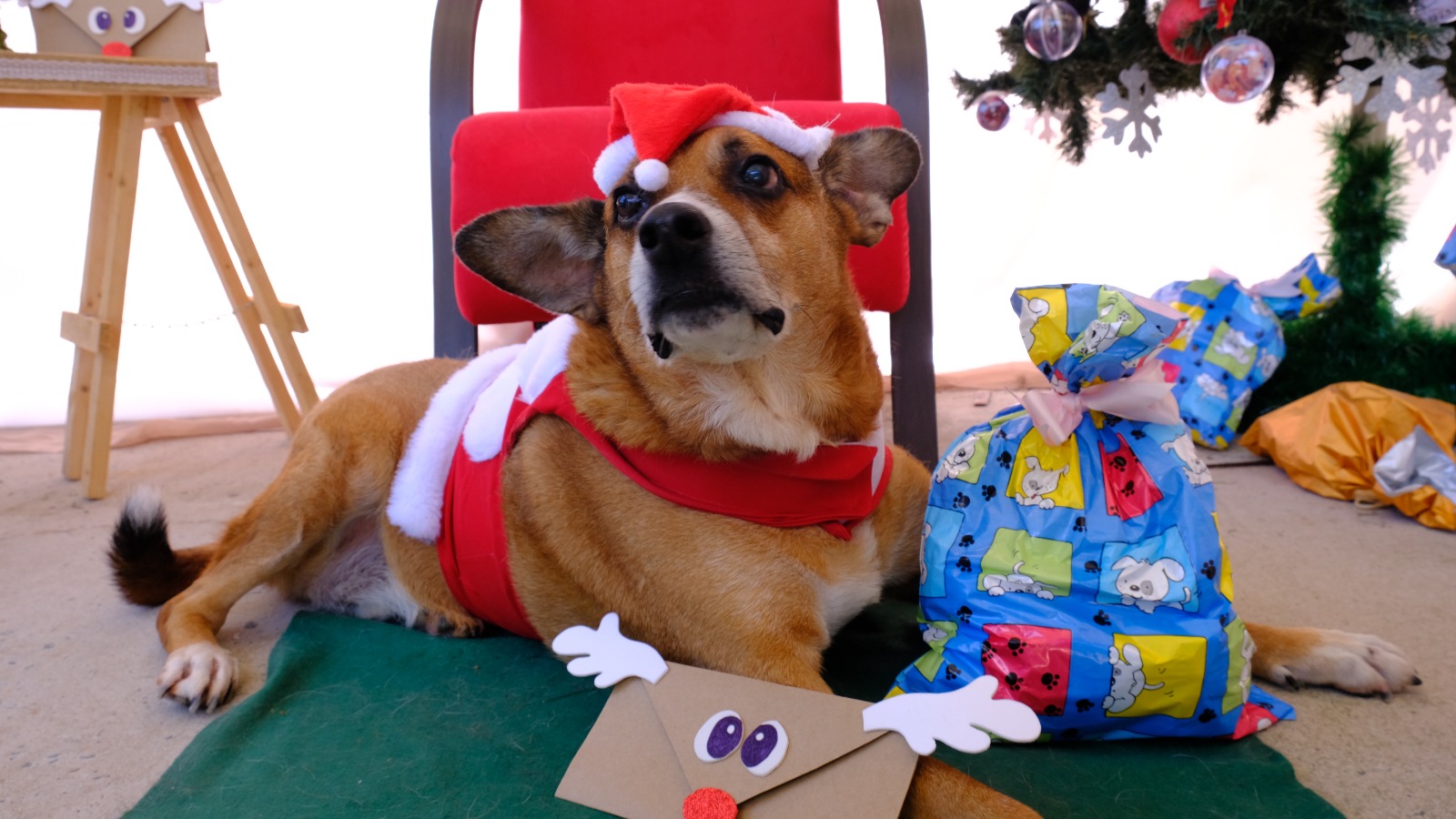 Adote Um Gatinho - Dia 6 de dezembro, domingo, das 10 às 18h no