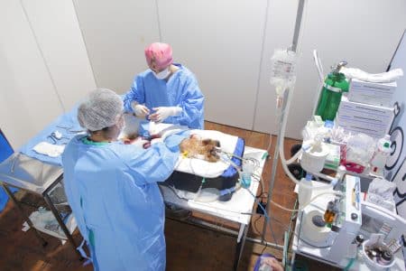 Hospital veterinário faz cirurgias e implanta chip em cães resgatados no RS