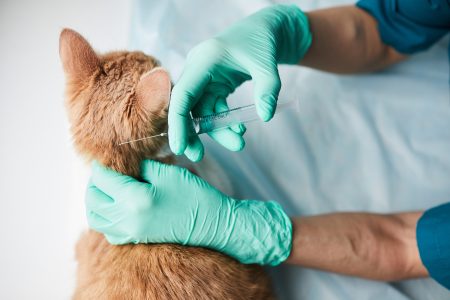 Nova edição do Cuida Pet oferece serviços gratuitos no dia 26 de abril