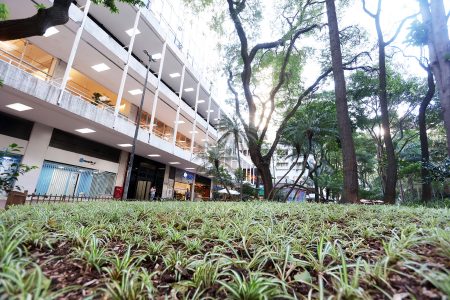 Prefeitura revitaliza áreas verdes do Centro com árvores nativas