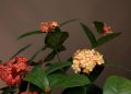 Ixora: é um arbusto que produz flores de grande potencial ornamental, em tons de laranja, amarelo ou vermelho. Prefere áreas de sol pleno. Foto: Felype Araújo | Galeria Botânica
