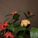 Ixora: é um arbusto que produz flores de grande potencial ornamental, em tons de laranja, amarelo ou vermelho. Prefere áreas de sol pleno. Foto: Felype Araújo | Galeria Botânica