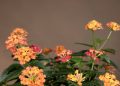 Lantana: diferentes cores em uma mesma planta. As flores são pequenas e coloridas, perfeitas para jardim de vasos. Precisam de pleno sol. Foto: Felype Araújo | Galeria Botânica