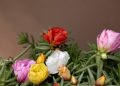 Onze-horas: suas flores se abrem apenas quando a luz do sol é intensa, daí o seu nome. É uma flor que produz efeito em vasos e em jardineiras. Foto: Felype Araújo | Galeria Botânica