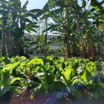 Quinze hortas comunitárias como esta da foto fazem parte da Associação dos Agricultores da Zona Leste. Foto: AAZL/Divulgação