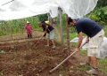 Representantes da comunidade trabalham a terra em cultivo da zona leste. Foto: AAZL