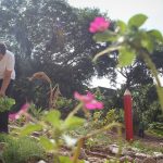 O fundador do projeto agroecológico Cores e Sabores, Paulo Magrão, chama o espaço de horta pedagógica porque o plantio vai de “A a Z”, incluindo plantas nativas, legumes, ervas medicinais e as pancs (plantas alimentícias não convencionais). Foto: Cores e Sabores/Divulgação