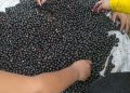 Caroços de açaí da plantação de Everaldo: os frutos são tratados e batidos antes de estar prontos para consumo. Foto: arquivo pessoal