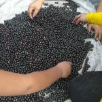 Caroços de açaí da plantação de Everaldo: os frutos são tratados e batidos antes de estar prontos para consumo. Foto: arquivo pessoal